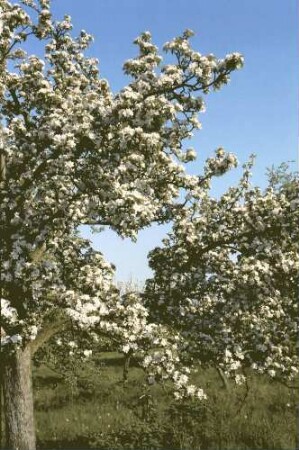 Zunzingen: Badische Weinstraße in Blüten