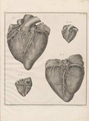Equini, et vitulini cordis nervi