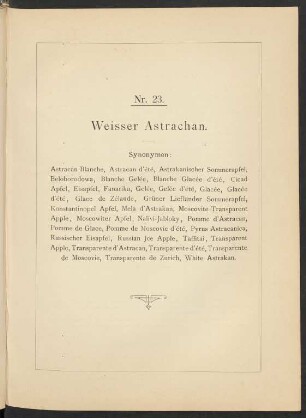 Nr. 23. Apfel: Weisser Astrachan