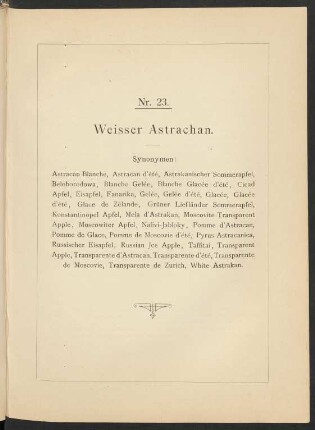 Nr. 23. Apfel: Weisser Astrachan