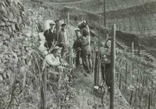 Radebeul: Volksweingut Lößnitz. Weinlese "Goldener Wagen"