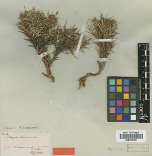 Astragalus hermoneus Boiss. [type]