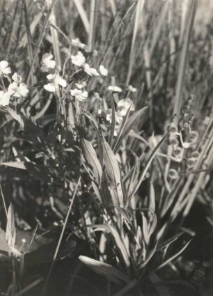 Zungen-Hahnenfuß (Ranunculus lingua), auch Großer Hahnenfuß