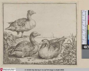 [Drei Gänse; Three Geese; Les oies]