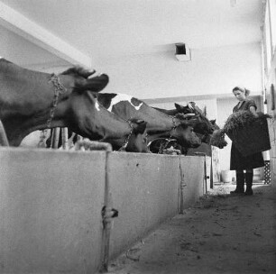 Tierklinik Dresden-Reick, Oskar-Röder-Str. 6. Kuhstall