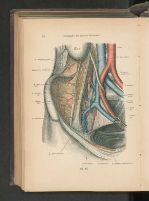 Fig. 360. Topographie der hinteren Bauchwand.