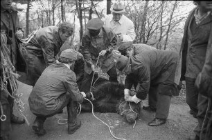 Ausbruch von vier Braunbären aus ihrer Behausung im Karlsruher Zoo