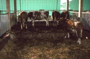 Fotografie: Stallsystem, Tieflaufstall, Futtervorlage, Einstreu