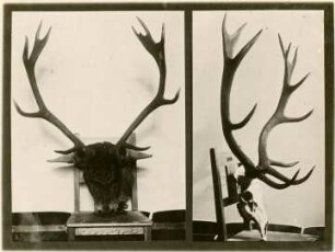 Rothirschgeweih : Geweih eines Rothirsches (Cerbvus elaphus Linnaeus). Vorder- und Seitenansicht
