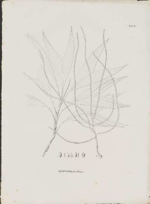 Tab. 11. Geonoma laxiflora