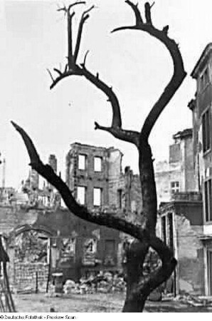 Dresden. Verkohlter Baum gegen Ruinen