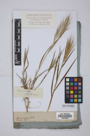 Bromus rubens