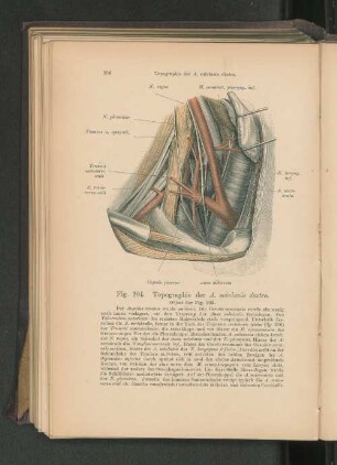 Fig. 204. Topographie der A. subclavia dextra.