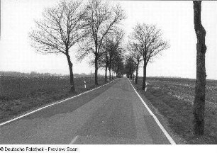 Straße mit Baumallee