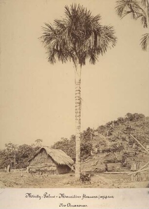 Mirity-Palme (Mauritius flexuosa, 100 fuß hoch), Rio Amazonas