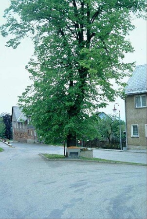 Straßenkreuzung mit Linde