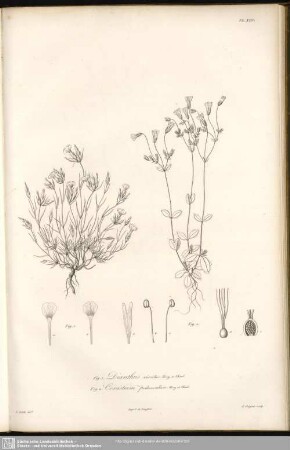 Fig. 1 Dianthus Viscidus, Bory et Chaub. Fig. 2. Cerastium Pedunculare, Bory et Chaub