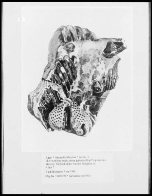Zwei Löwen reißen einen Stier, (Kopffragment des Stieres), Giebelskulptur von der Akropolis in Athen