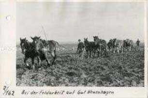 Feldarbeit auf dem Gut Neuenhagen/Mecklenburg