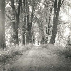 Cottbus. Spreedamm zwischen Parzellenstraße und Markgrafenmühle. Blick nach Süden