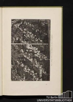 Fig. 7. Schräge Cordons, an das Drahtgitter eines Hühnerhofes gepflanzt.