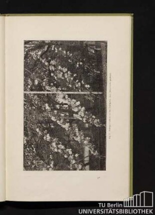 Fig. 7. Schräge Cordons, an das Drahtgitter eines Hühnerhofes gepflanzt.