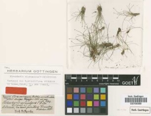 Eleocharis minutiflora Boeckeler [isotype]