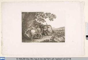 Zwei ruhende Kühe mit Kalb