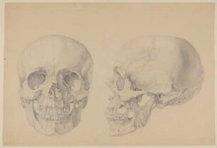 Der Schädel von Wilhelm Heinse [aus einem Konvolut anatomischer Zeichnungen des Christian Koeck]