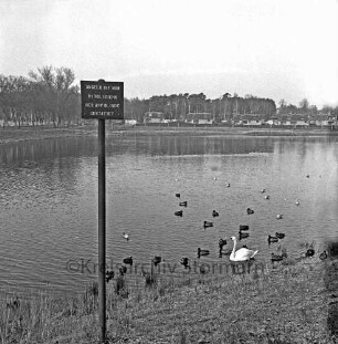 Mühlenteich: vorn rechts Schwan und weiteres Wassergeflügel im Wasser: vorn links am Ufer Verbotsschild: hinten Siedlung mit Einfamilienhäusern