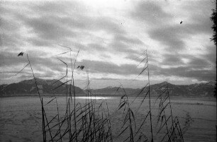 Seebruck am Chiemsee: Chiemsee mit Schilf im Vordergrund