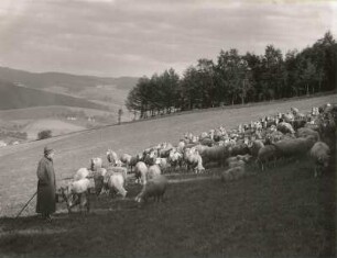 Erzgebirge. Schafherde mit Hirten bei Olbernhau