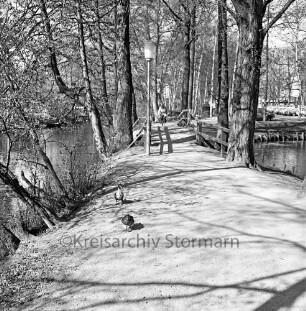 Bürgerpark: Am Bürgerpark: vorne Enten, dahinter Stadtarm der Trave mit Holzbrücke, Blick Richtung Westen
