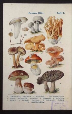 Tafel I. Essbare Pilze.