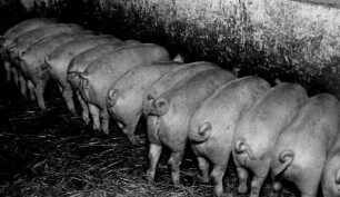Bauernhof. Noch ist es traditionelle Schweinezucht. Schweine werden gefüttert. Sie stehen am Futtertrog