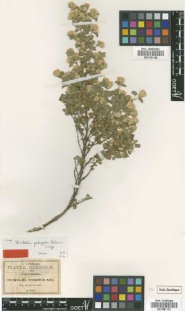 Brickellia veronicifolia (Kunth) A.Gray