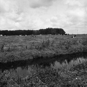 Stegen: Alster: Landwirtschaft: Rinderherde auf Weide: im Hintergrund Waldgebiet