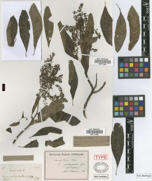 Escallonia millegrana Griseb.[syntype]