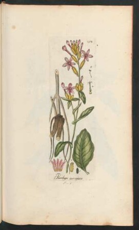 264. Plumbago europaea