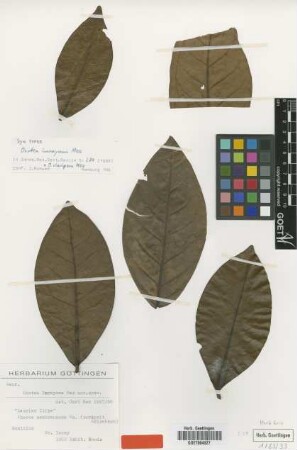 Ocotea imrayana Mez [type]