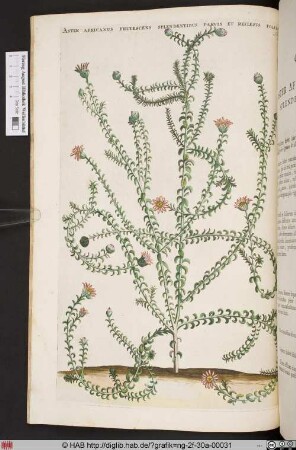 ASTER AFRICANUS FRUTESCENS SPLENDENTIBUS PARVIS.