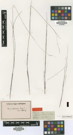 Panicum tenerum Beyr. ex Trin.