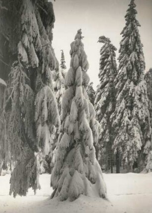 Schwartenberggebiet. Rauhreif. Baumgestalten im verschneiten Winterwald am Ahornberg