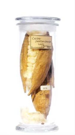 Ceiba pentandra (L.) Gaertn. aus Laos