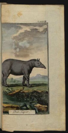 TAB. XIII. Der Tapir