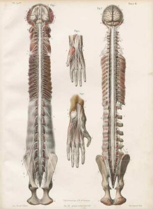 Der Spinalnerv (beim Affen)