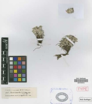 Senecio evacoides Sch.Bip. [isotype]