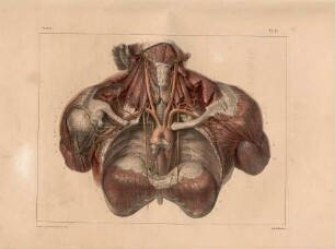 Arterien des Halses und des Thorax