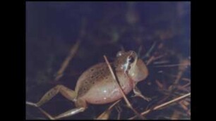 Comportamiento reproductivo de la rana arborícola mediterránea
