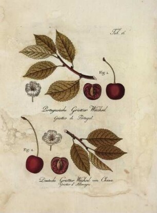 Tab. 16. Fig. 1. Portugiesische Griottier Weichsel [...] Fig. 2. Deutsche Griottier Weichsel von Chaux [...]